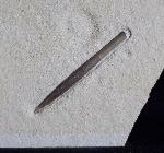 Hibolithes semisulcatus (MNSTER 1830) - Bild © FossNet FossilienStore